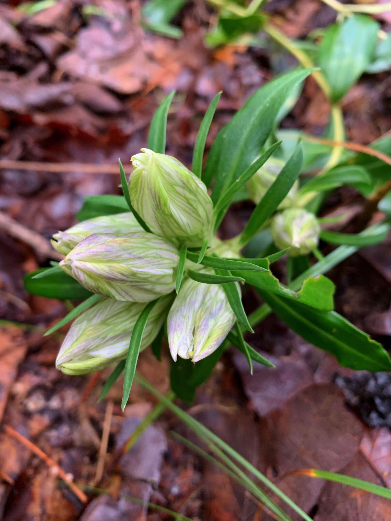 Image de Gentiana villosa L.