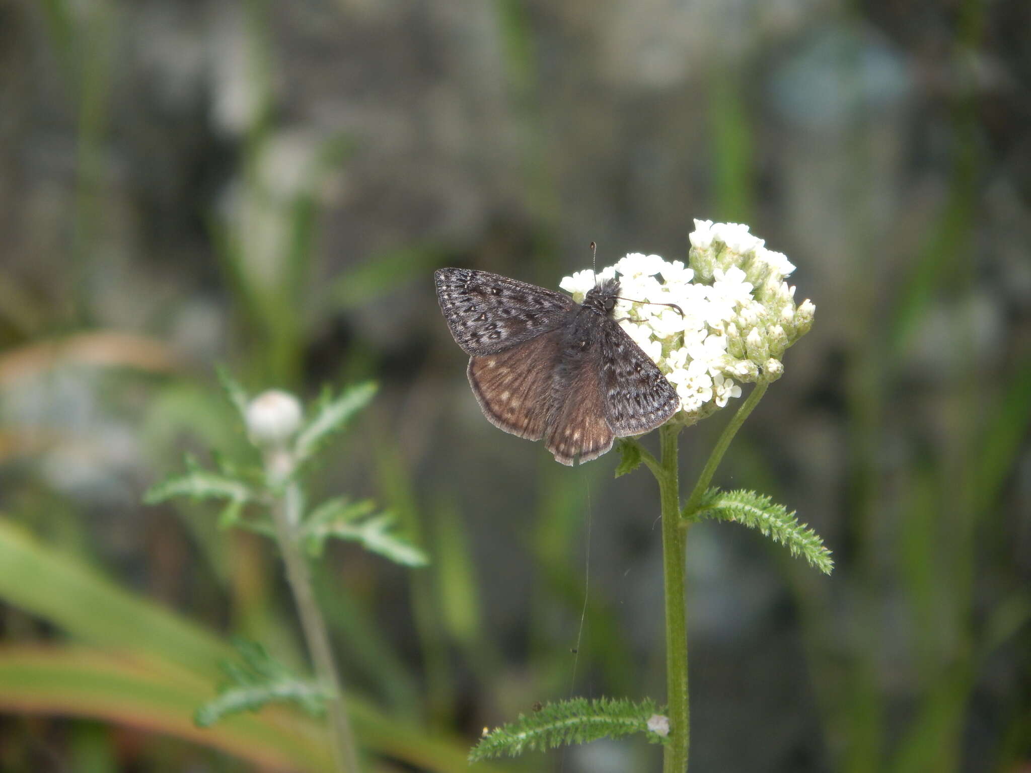 Image of Erynnis propertius Scudder & Burgess 1870