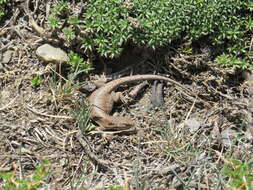 Image of Ruibal's Tree Iguana