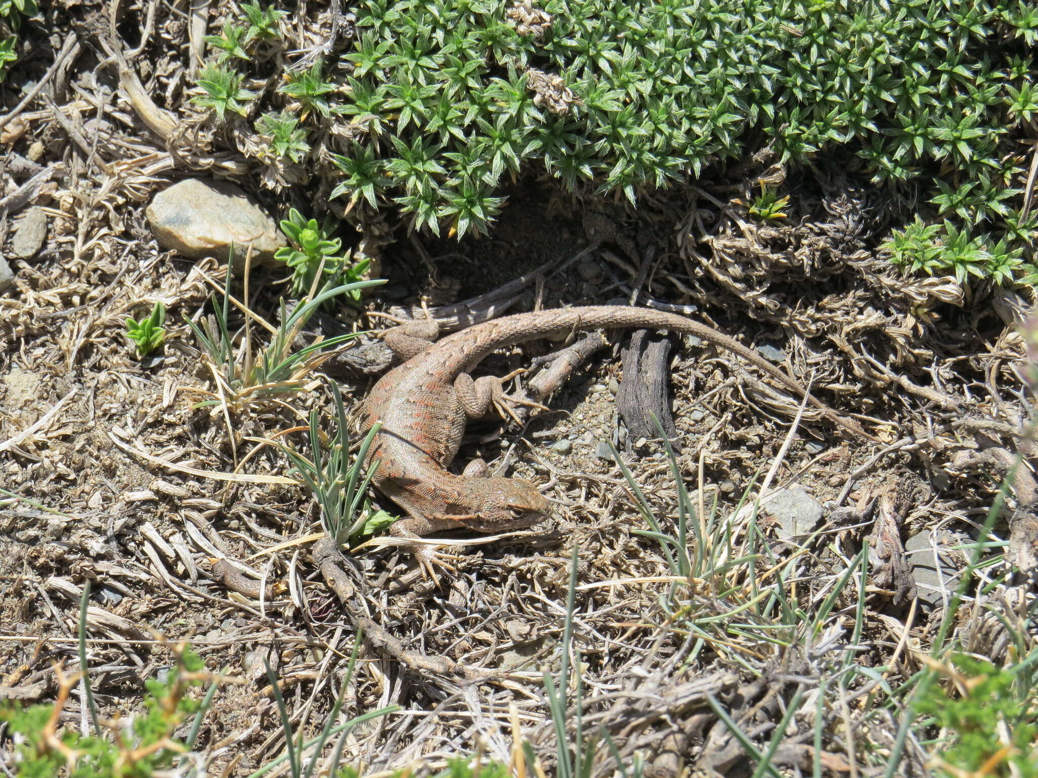 Image of Ruibal's Tree Iguana