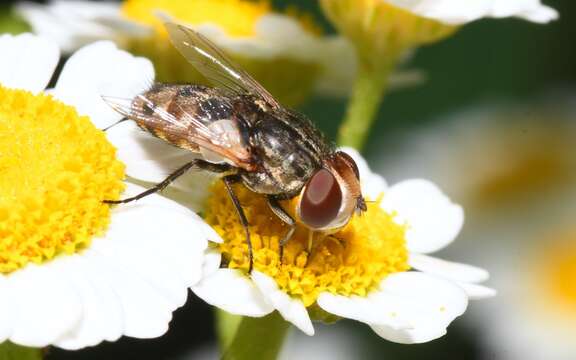 صورة Miltogramma punctata Meigen 1824