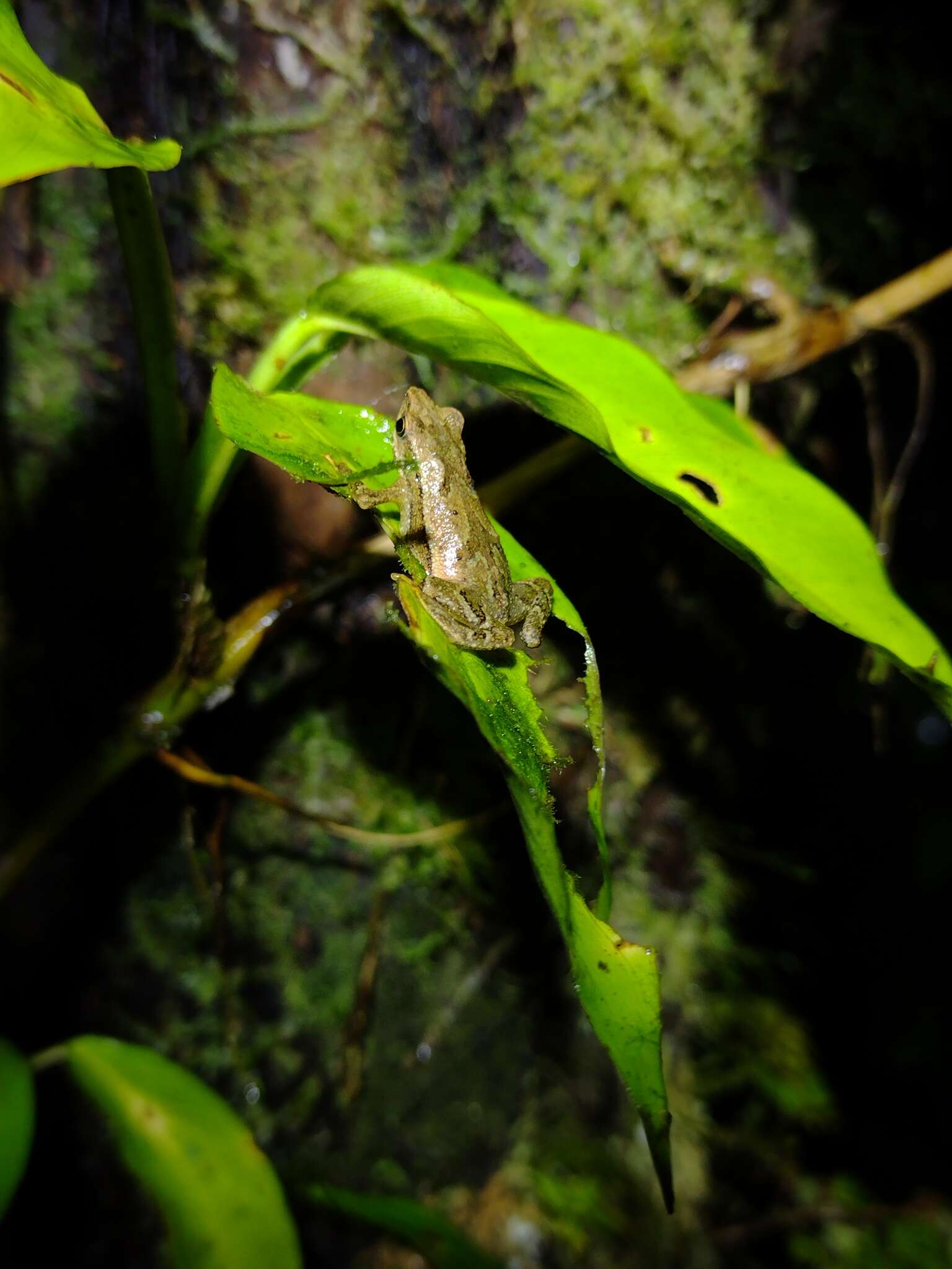 Image of Dendrophryniscus imitator