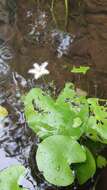 Image de Nymphoides indica subsp. indica