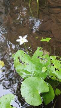 Image de Nymphoides indica subsp. indica