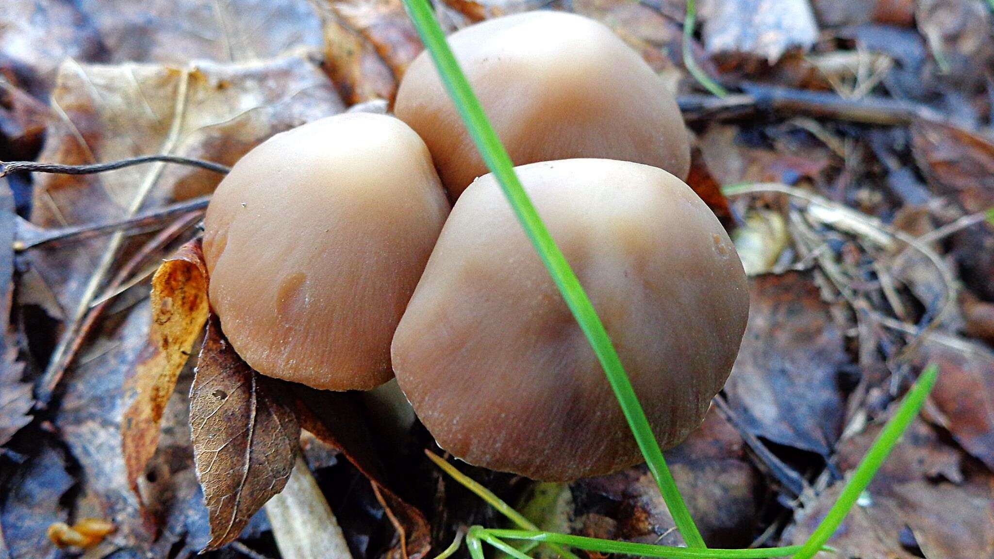 Image of Psathyrella spadiceogrisea (Schaeff.) Maire 1937