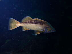 Image of Yellowtail rockfish