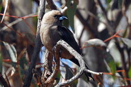 Image of Dusky Woodswallow