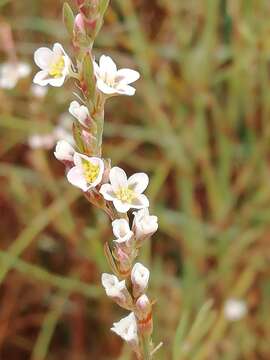 Image de Polygonum equisetiforme Sm.