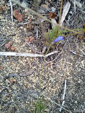 Image of Lobelia coronopifolia L.