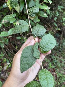 Image of Acevedo's velvetshrub