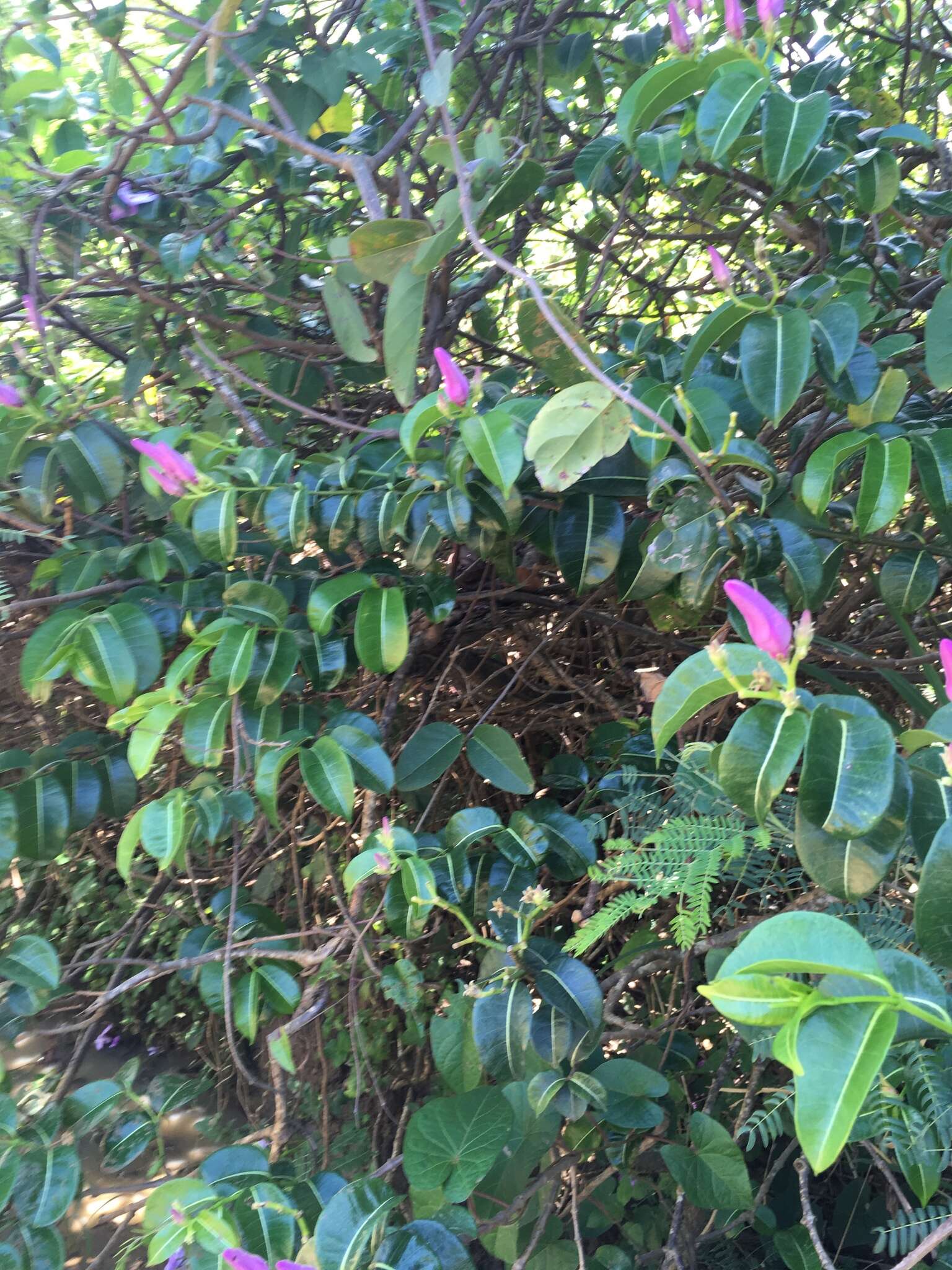 Cryptostegia madagascariensis Boj. resmi