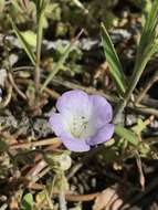 Phacelia douglasii var. petrophila Jeps. resmi