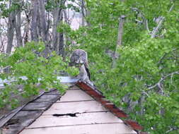 Image of Great Gray Owl