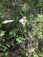 Image of marsh valerian