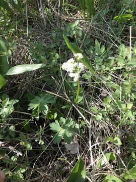 Image of marsh valerian