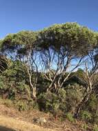 Image of Coastal White Mallee