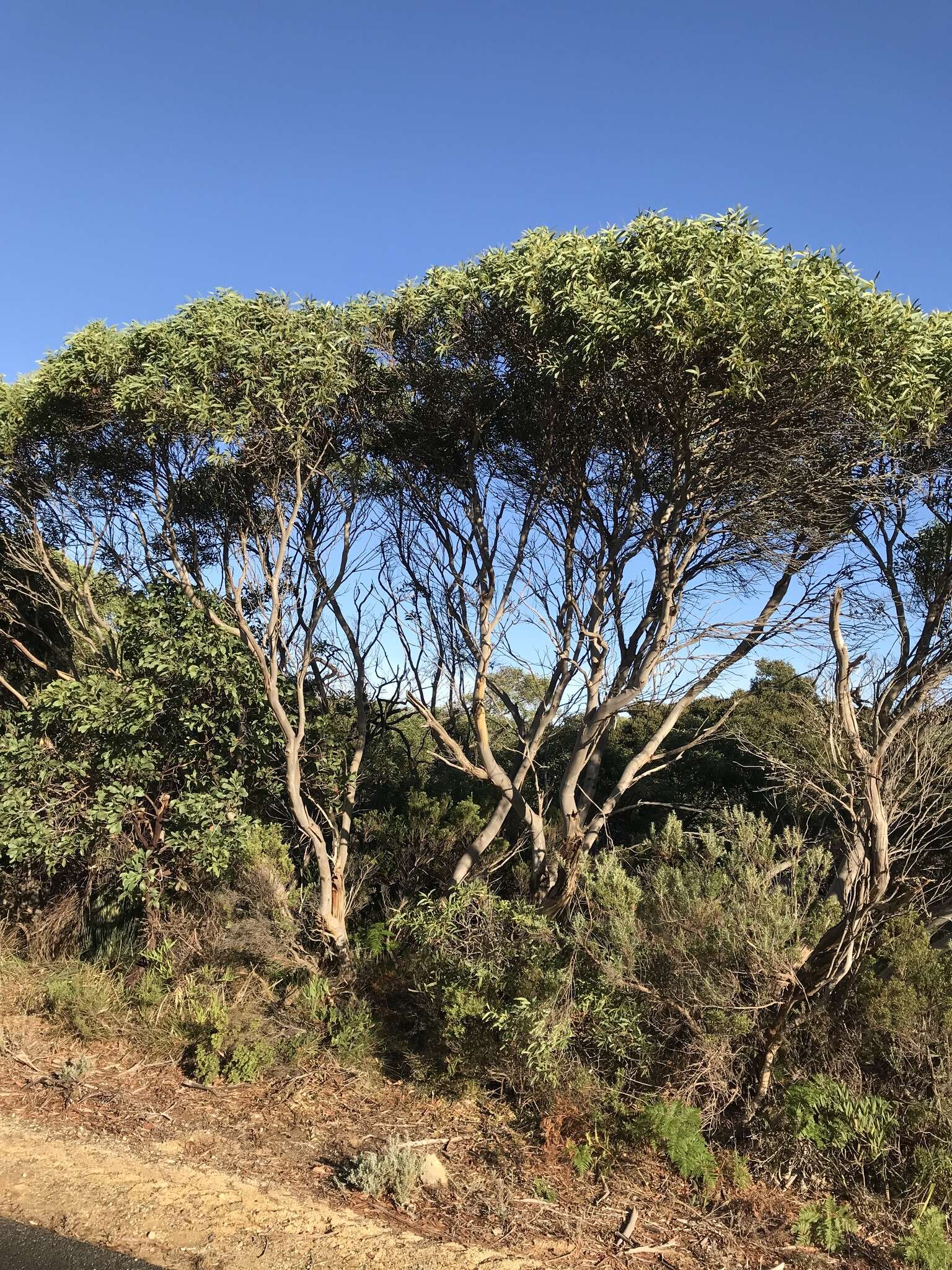 Image of Coastal White Mallee