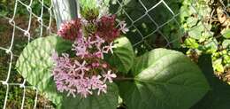 Imagem de Clerodendrum bungei Steud.