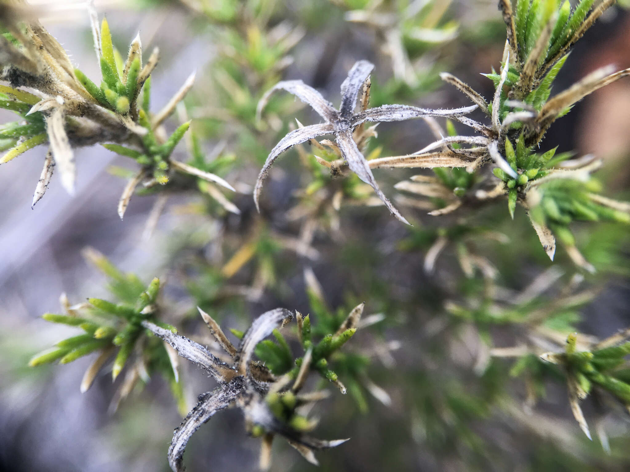 Image of Phlox caespitosa subsp. caespitosa