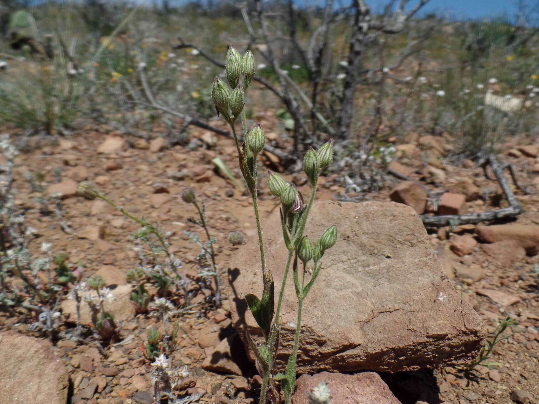 Imagem de Silene coniflora Nees ex Otth