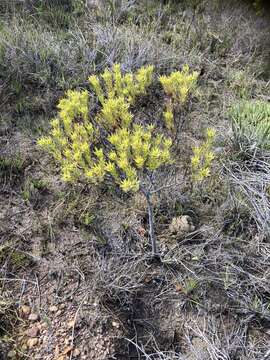 Image of Leucadendron modestum I. Williams