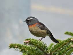 Image of Collared Bush Robin