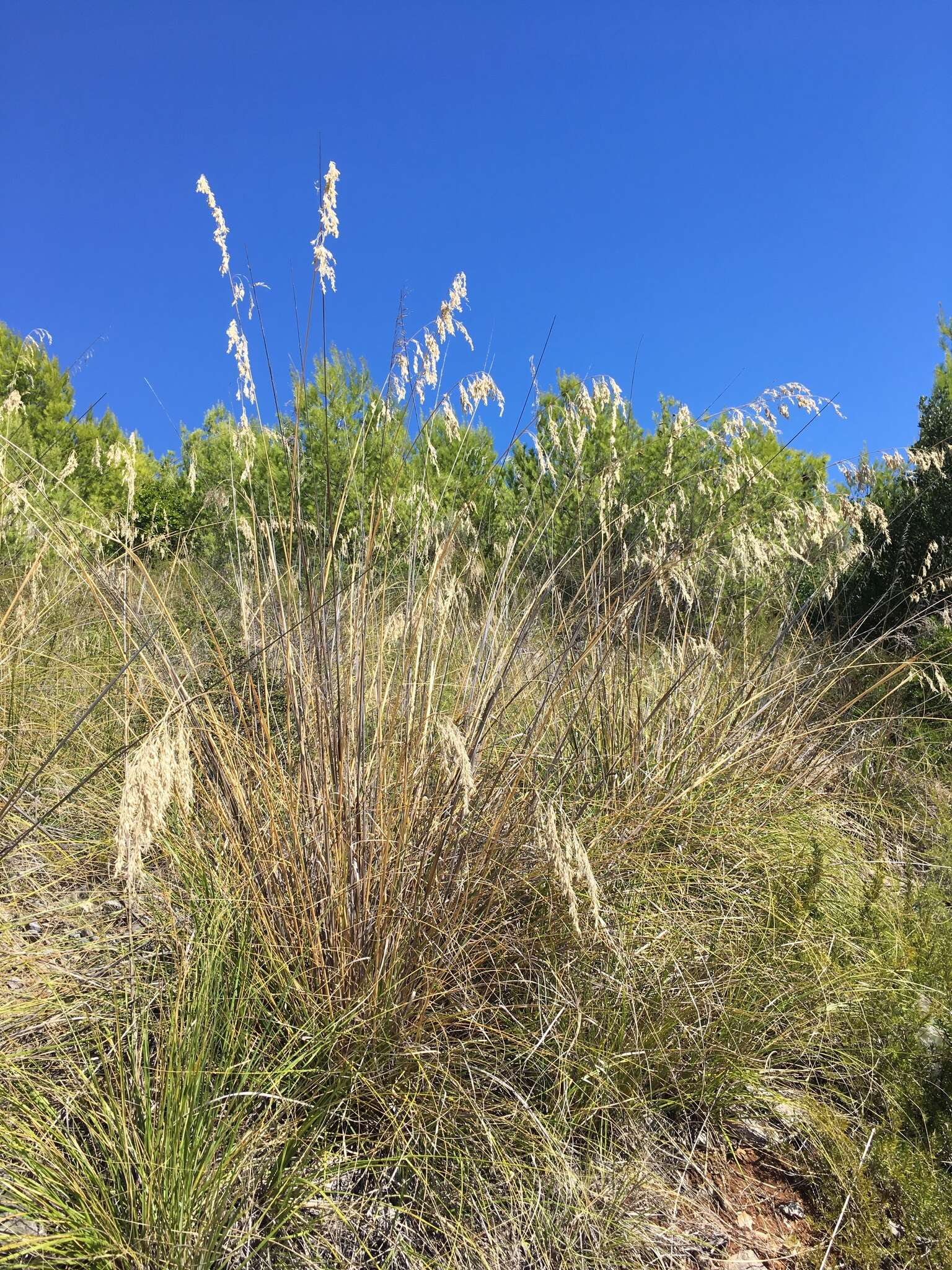 Image of Mauritanian grass