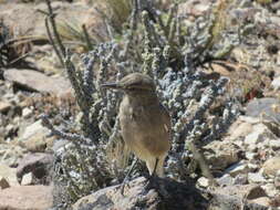 Image of Black-billed Shrike-Tyrant