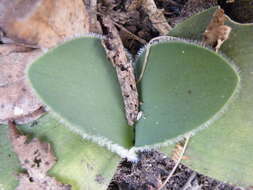 Imagem de Haemanthus humilis Jacq.