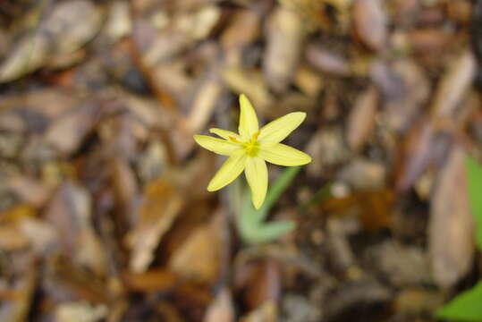 Image of Sisyrinchium translucens (E. P. Bicknell) Espejo & López-Ferr.