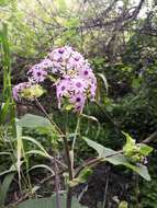 Image of Pericallis webbii (Sch. Bip.) C. Bolle