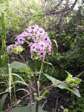 Image of Pericallis webbii (Sch. Bip.) C. Bolle