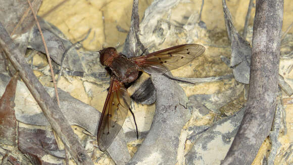 Image of Ligyra punctipennis (Macquart 1850)