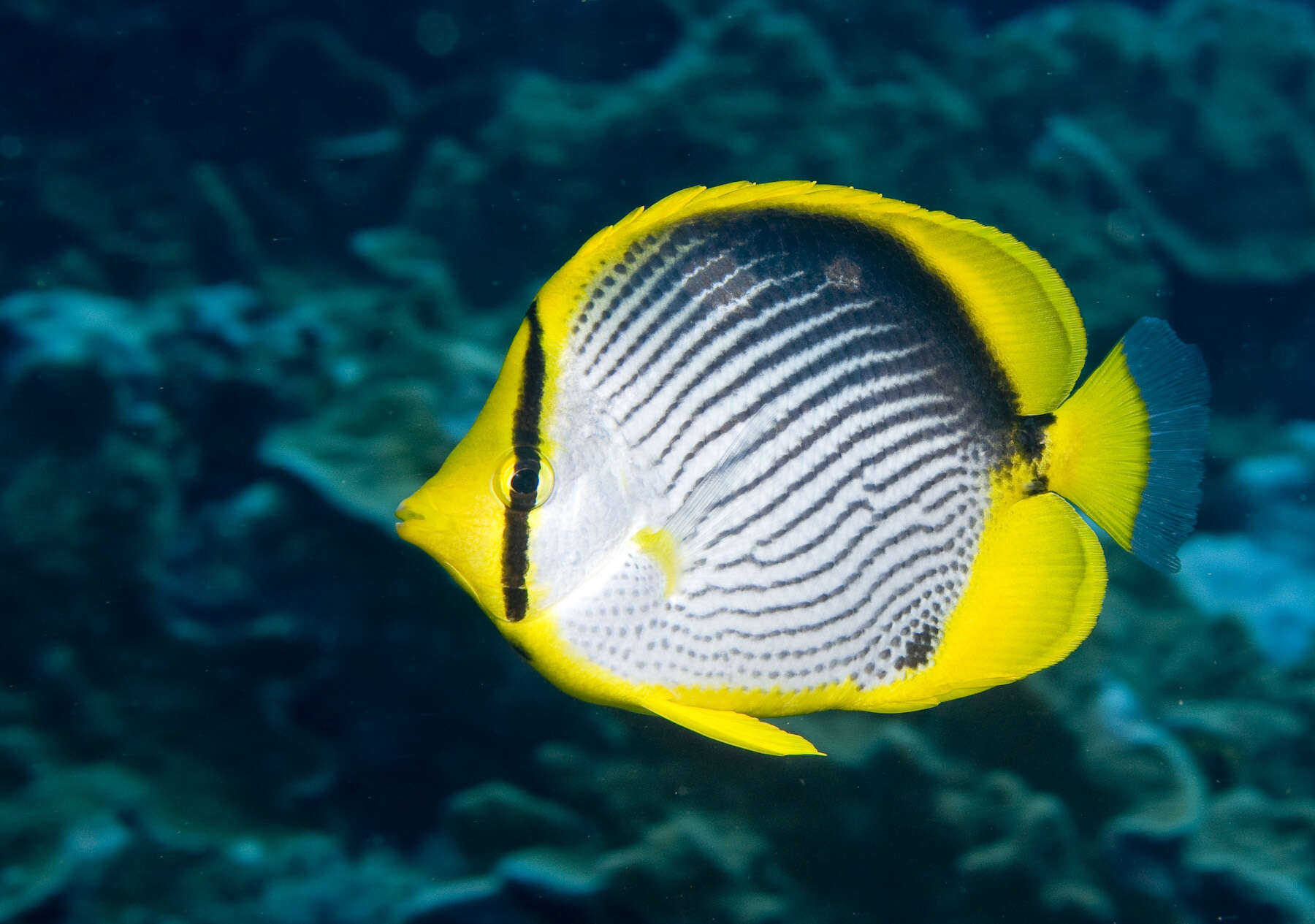 Image of Black-back Butterflyfish