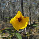Image of Hibiscus divaricatus R. Grah.