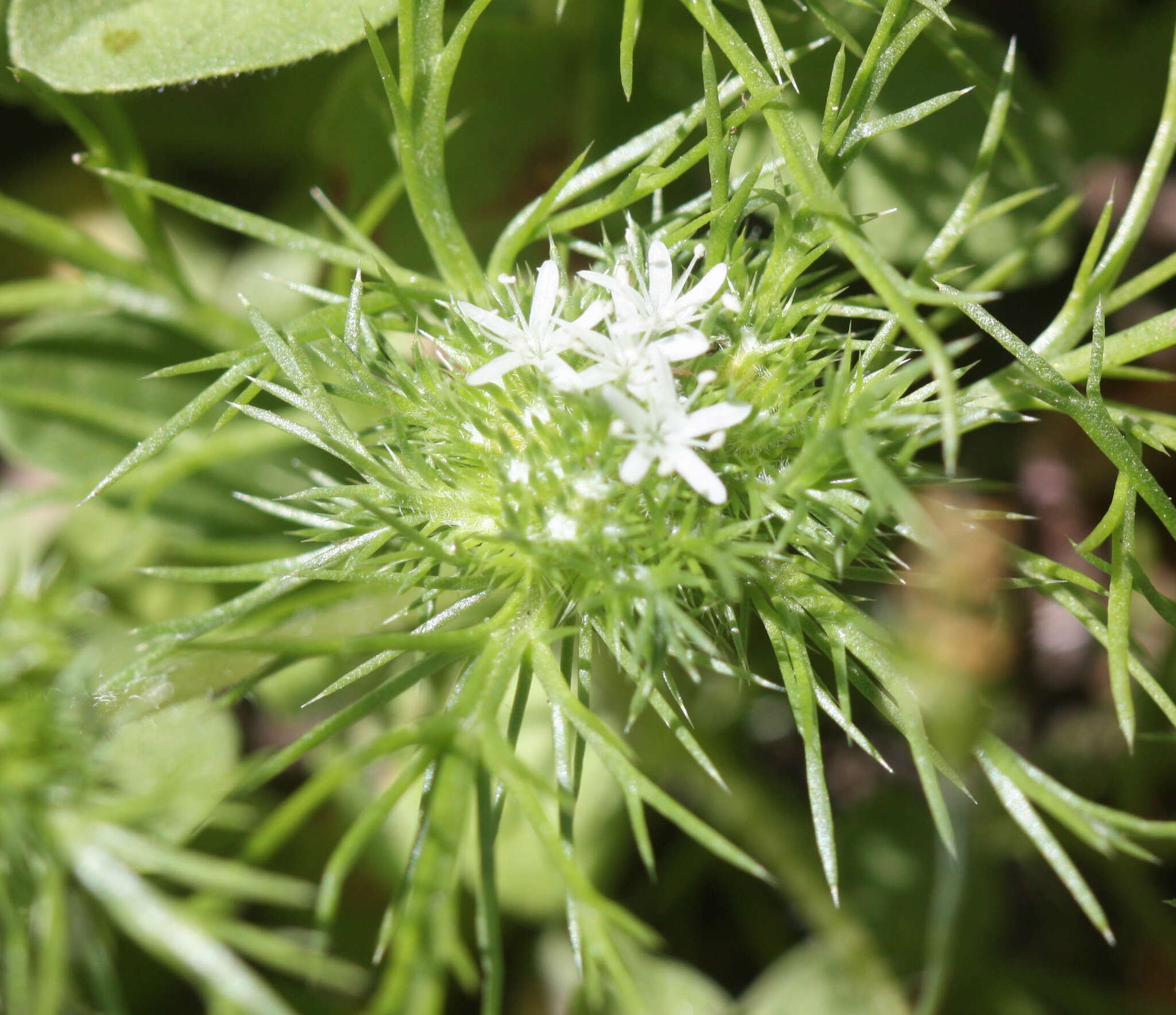 Image of Baker's navarretia