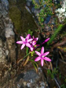 Imagem de Thereianthus minutus (Klatt) G. J. Lewis