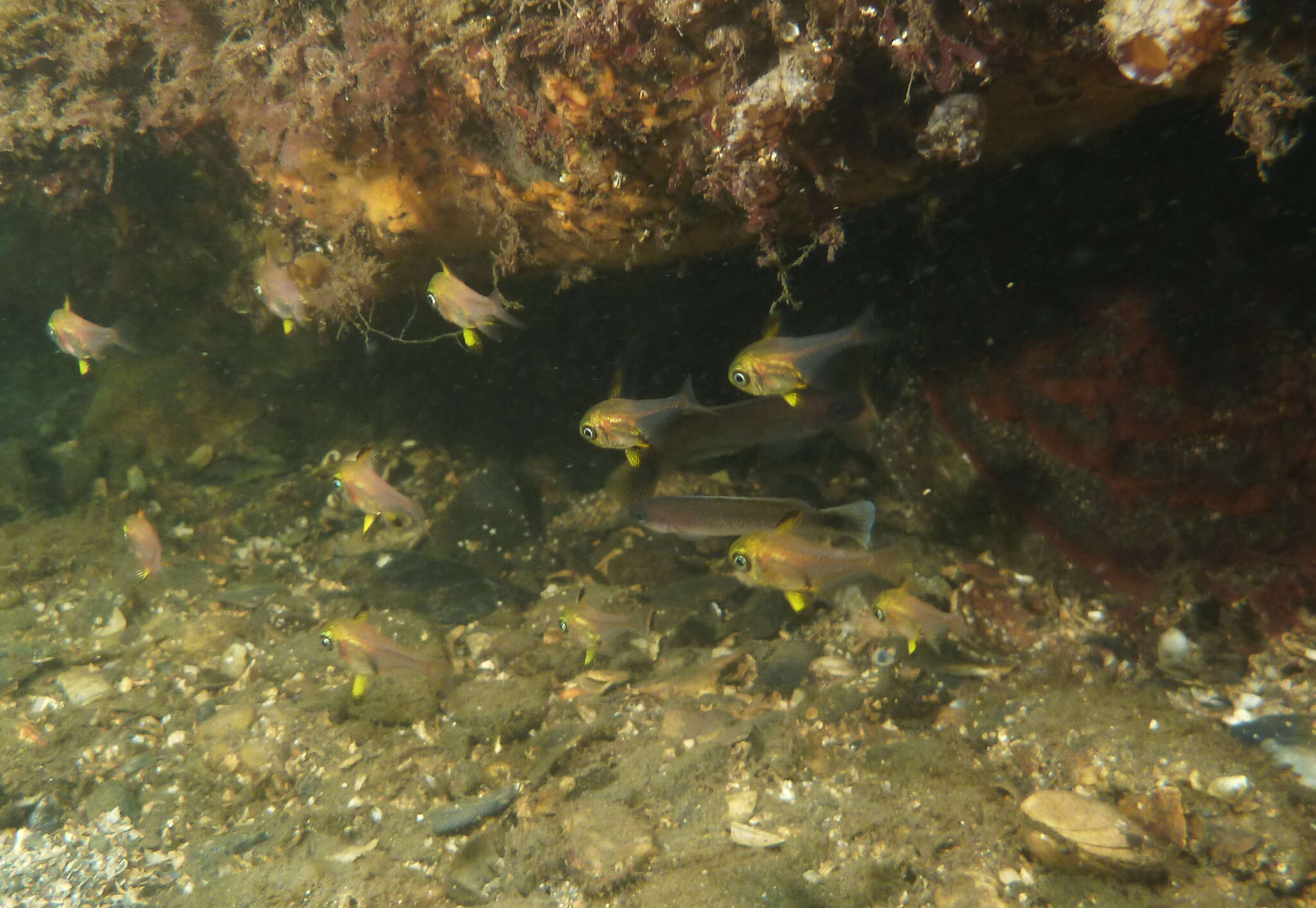 Слика од Pempheris multiradiata Klunzinger 1879