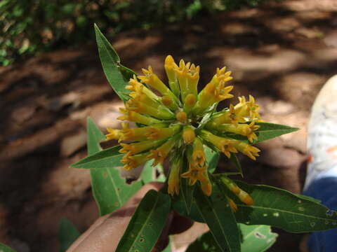 Image of Cestrum thyrsoideum Kunth