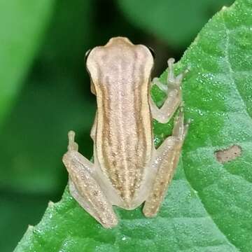 Image of Dendropsophus nanus (Boulenger 1889)