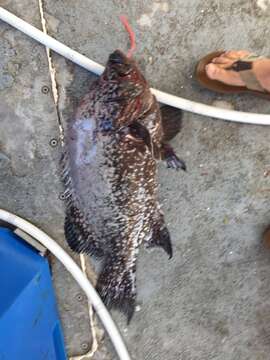 Image of Donkey Fish