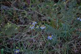 Image of Ionactis linariifolia (L.) Greene