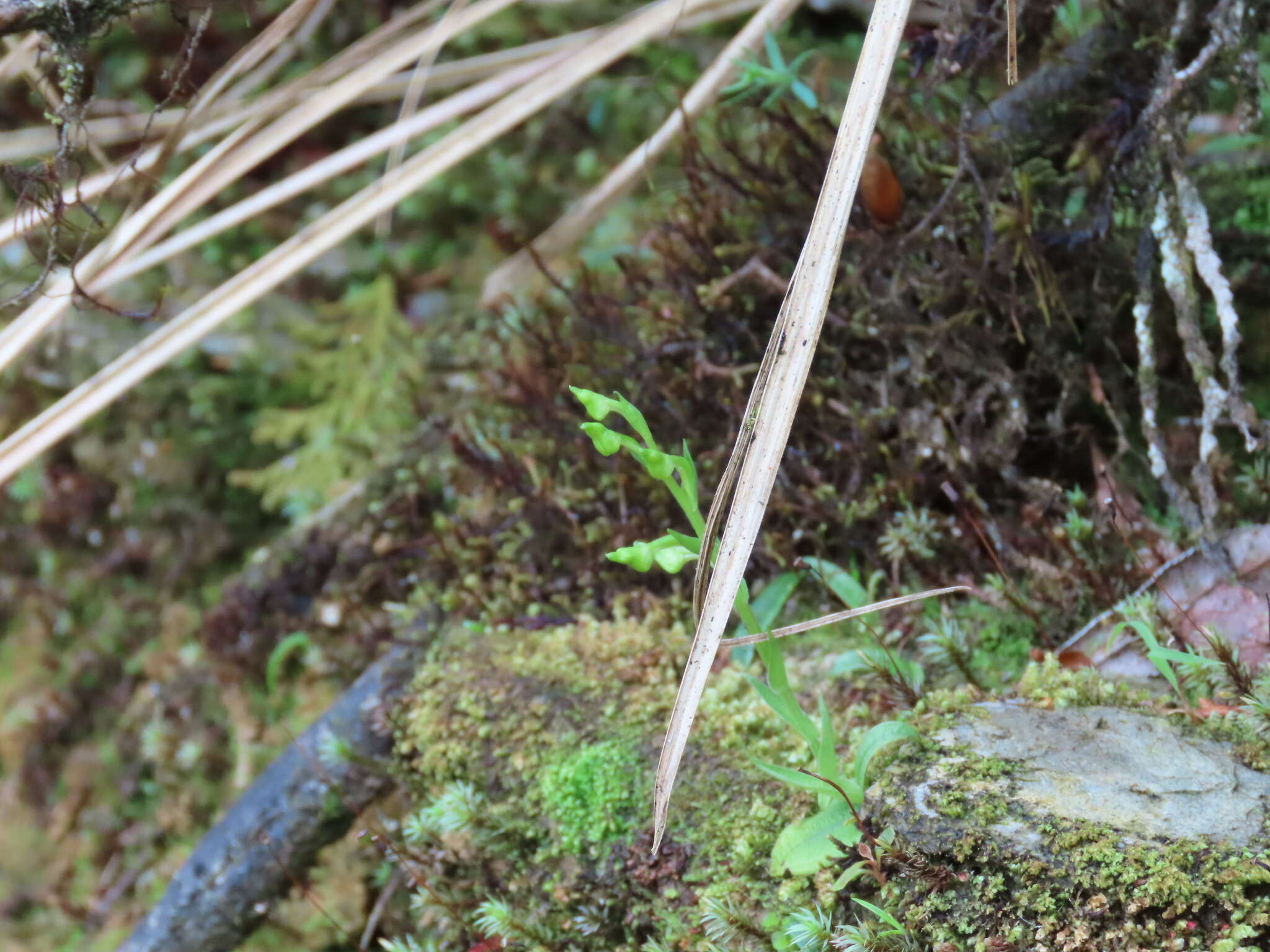 Image of Platanthera formosana (T. P. Lin & K. Inoue) Efimov