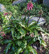 Sivun Veltheimia bracteata Harv. ex Baker kuva