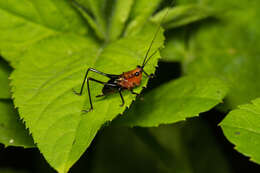 Image of Conocephalus (Anisoptera) melaenus (Haan 1843)