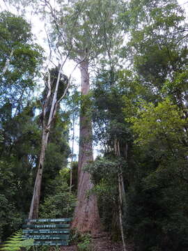 Image of Australian tallowwood