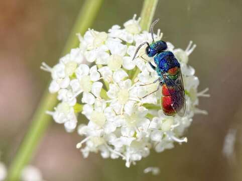 Image of <i>Chrysis scutellaris</i>