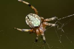 Imagem de Araneus workmani (Keyserling 1884)