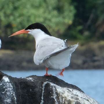 Image of Roseate Tern