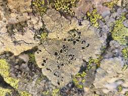 Image of Armenia tephromela lichen